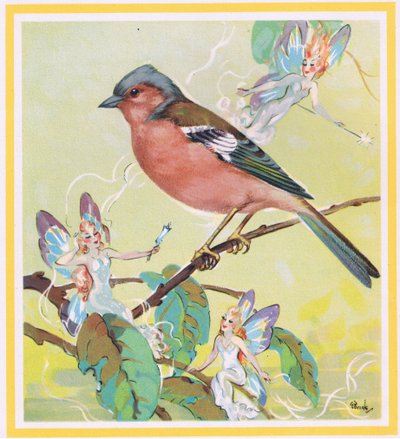 Chaffinch by G. Brooks